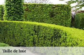 Taille de haie