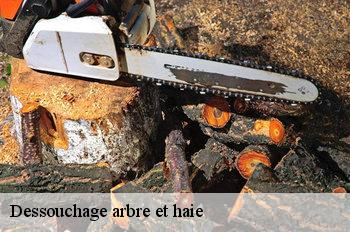 Dessouchage arbre et haie