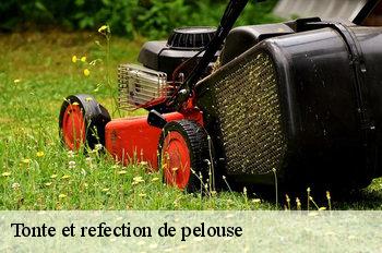 Tonte et refection de pelouse