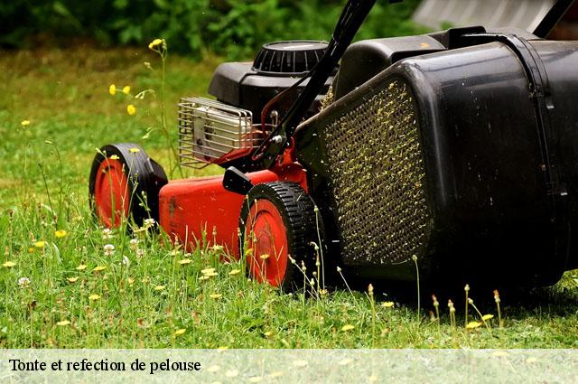 Tonte et refection de pelouse